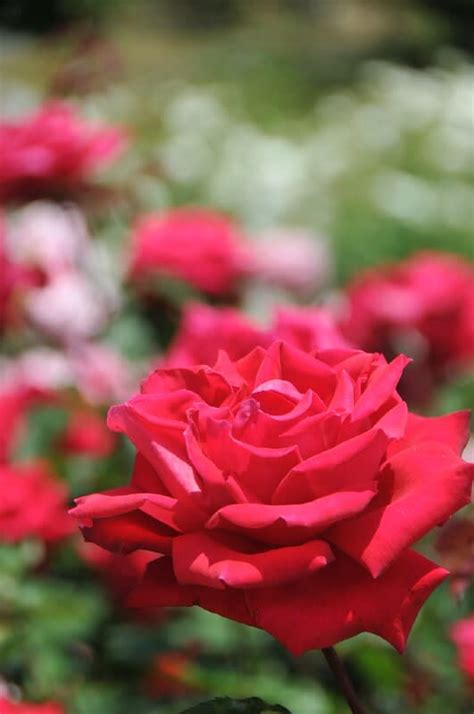 過去の写真～5月花風景 バラ 2 綺麗な写真 日々出来事