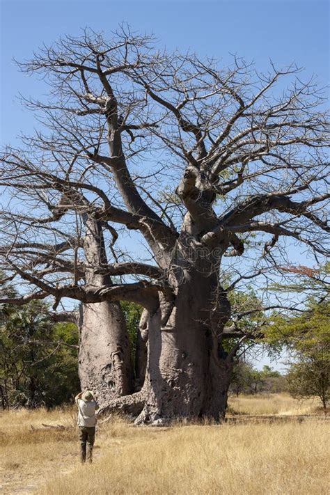 Rbol Baobab Africano Caprivi Tira Namibia Foto Editorial Imagen De