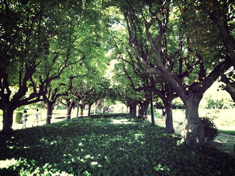 Palacio Real de Pedralbes Los jardines fueron diseñados por Nicolau