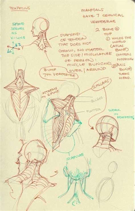 Pin de APØSTØL en How to draw / Reference | Arte de anatomía humana ...