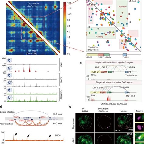 Pdf Decoding The Spatial Chromatin Organization And Dynamic