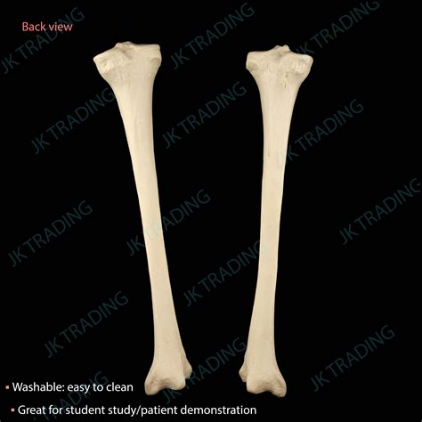 Tibia Bone