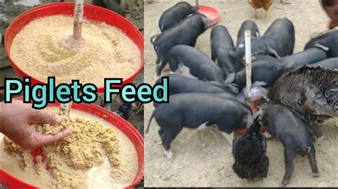 Pig Farm In Assam Piglets Feed Making Piglets Feed Pig Feed