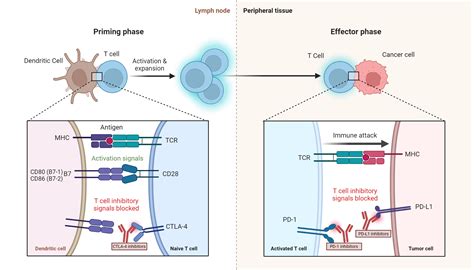 Endocrine Effects Of Immune Checkpoint Inhibitors My Endo Consult