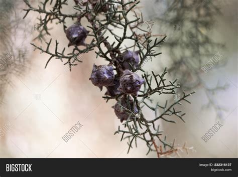 Cones Cupressus Image & Photo (Free Trial) | Bigstock