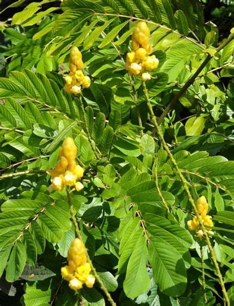 Cassia Plant Growing & Care Guide for Gardeners