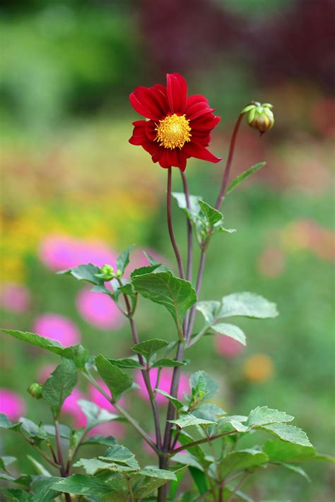 Free stock photo of flowers, nature, portrait