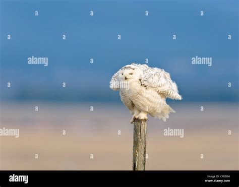 A Snowy Owl Fluffs Up His Feathers While Perched On A Wooden Fencepost