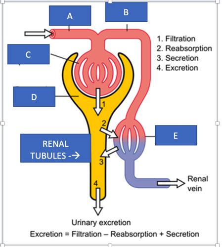 Portage A P Ii Module Physiology Of The Urinary System