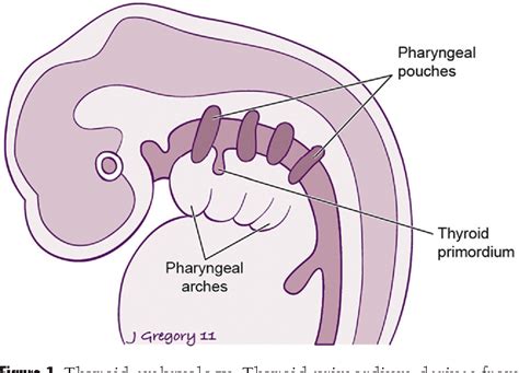 Figure 13 From Anatomy And Embryology Of The Thyroid And Parathyroid Glands Semantic Scholar