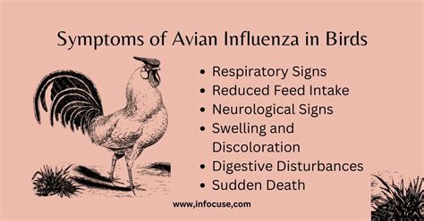 Avian Influenza Symptoms Prevention Causes Types