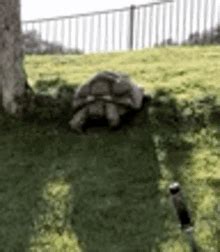 Funny Turtle GIFs | Tenor