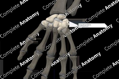 Triquetrum Bone | Complete Anatomy