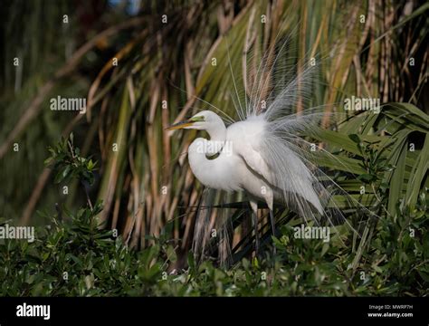 Great Egret In Florida Stock Photo Alamy