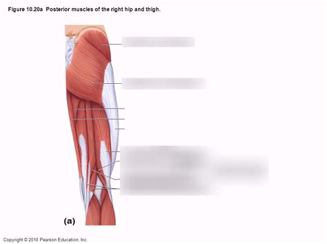 Skeletal Muscles Acting On The Hip Thigh Posterior Diagram Quizlet