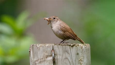 6 Ways Birds Can Help Your Garden