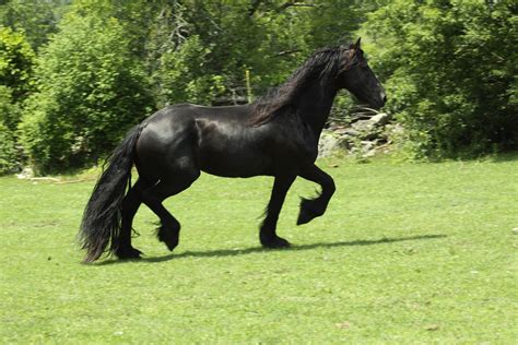 🔥 [47+] Free Friesian Horse Wallpapers | WallpaperSafari