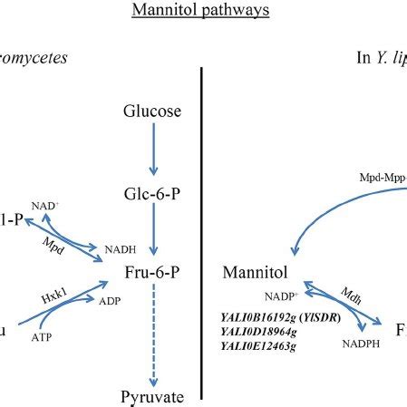 Growth Consumption Of Fructose And Production Of Mannitol And Fa By Y