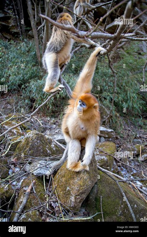 China Shaanxi Province Qinling Mountains Golden Snub Nosed Monkey