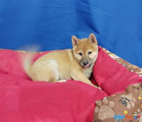 Cucciolo Di Shiba Inu Maschio In Vendita A Bari BA