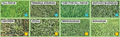 Types of Grass | Blog | Melnor Gardening