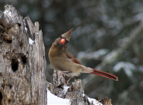 Female Northern Cardinal in Winter - FeederWatch