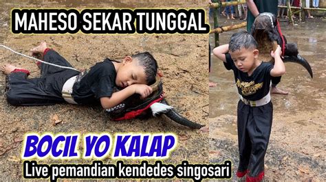 Ngeri Bocil Yo Kalap Maheso Sekar Tunggal Live Pemandian Kendedes