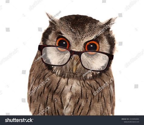 Owl With Glasses Images Stock Photos Vectors Shutterstock