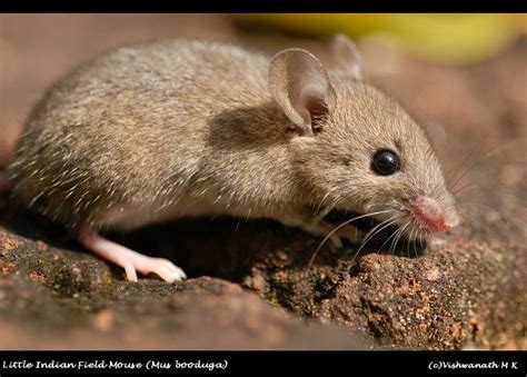 Little Indian Field Mouse Tiere Mäuse