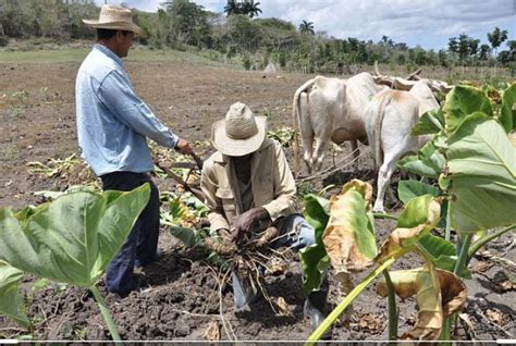 Campesinos cubanos denuncian que unificación monetaria los está