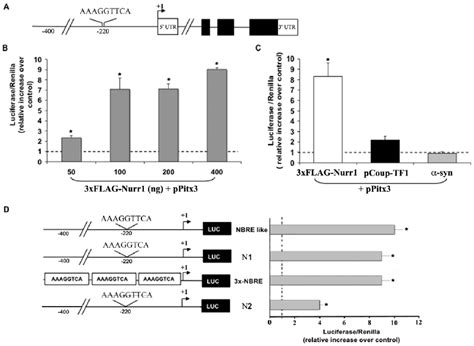 The Mouse Pitx3 Promoter Is Responsive To Nurr1 A Schematic