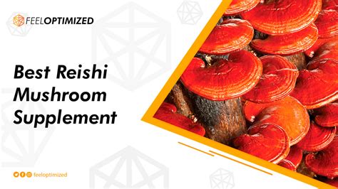 The 3 Best Reishi Mushrooms To Help You Relax Feel Optimized