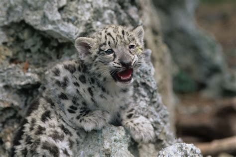 Baby Snow Leopard Cub 10 Cute Pictures And 10 Amazing Facts A Z Animals