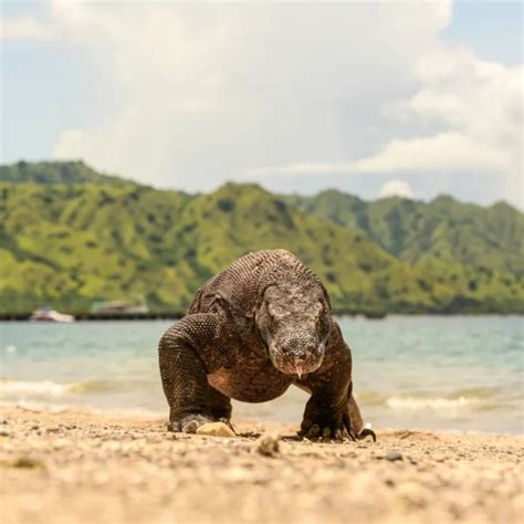 Open Trip 3d2n Komodo Weekdays 2025 Komodo Tour Package