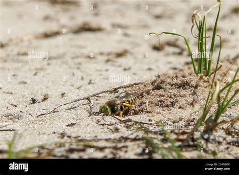 female sand wasp digging a nest tunnel in sand to lay its eggs Stock ...