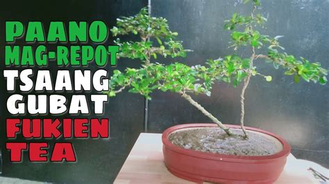 Paano Mag Repot At Mag Trim Ng Bonsai Tsaang Gubat Fukien Tea Youtube