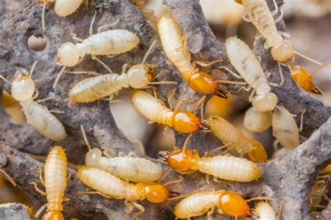 How To Identify Drywood Termite Infestation 6 Signs Whats That Bug