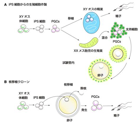 Ips細胞：体細胞から生殖細胞 へ 生物学科 東邦大学