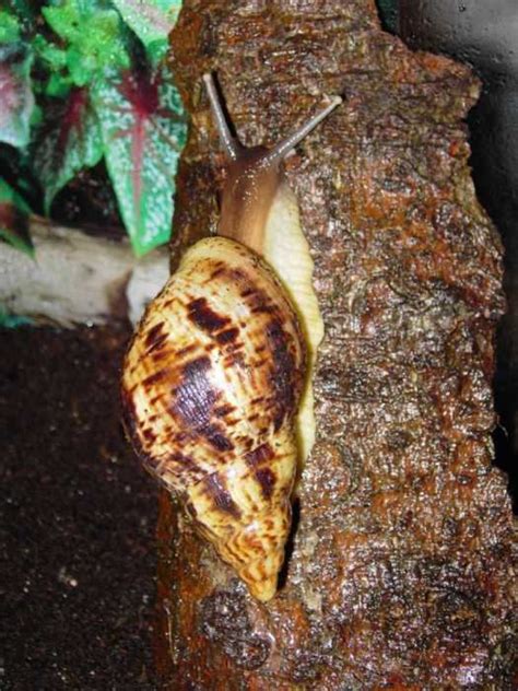 Achatina reticulata - Alchetron, The Free Social Encyclopedia