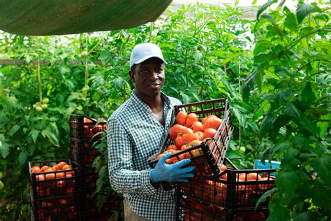 Top Agricultural Products In Nigeria Their Uses Wigmore Trading