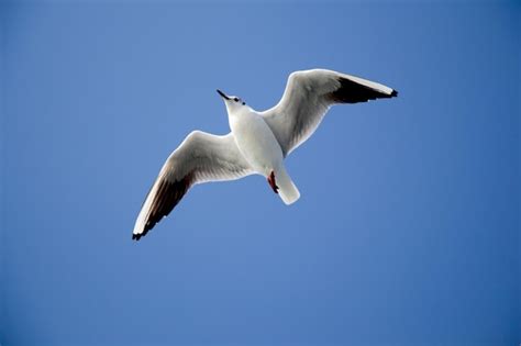 La Gaviota Volando En El Cielo Sobre Las Aguas Del Mar Foto Premium