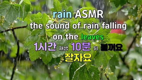 잠이 안와요 빗소리 Asmr 1시간 재생 10분 후 검은 화면 수면유도 자연의 소리 Youtube