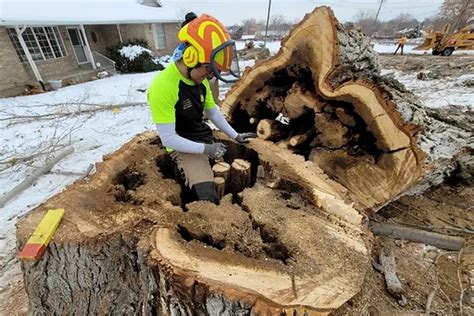 Is Wintertime Tree Removal Possible In Cottonwood Heights Utah Rivendell Tree Experts