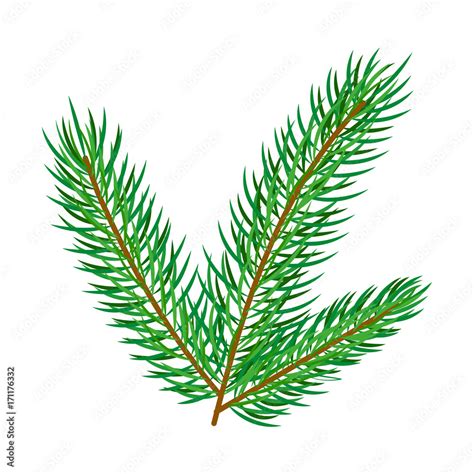 Vector Flat Cartoon Style Spruce Pine Fir Tree Leaves Needles On