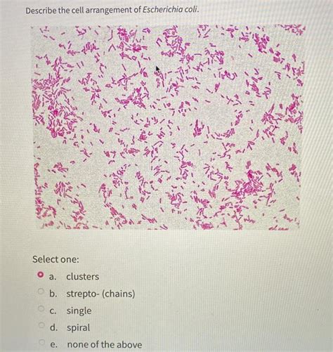 Solved Describe The Cell Arrangement Of Escherichia Coli Chegg