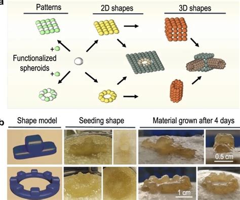 Self Healing ‘living Materials Used As 3d Building Blocks Imperial