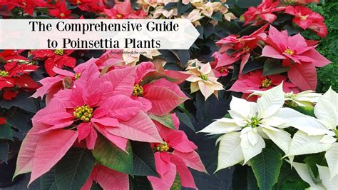 The Comprehensive Guide To Poinsettia Plants