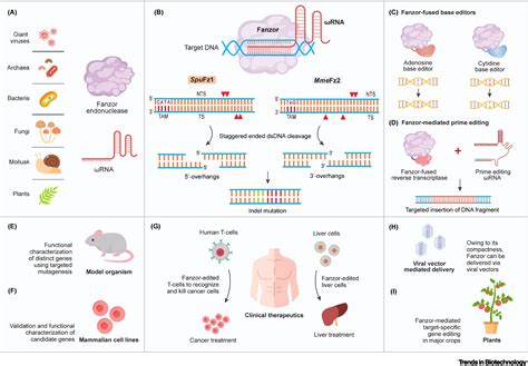 Fanzor A Compact Programmable Rna Guided Endonuclease From Eukaryotes Trends In Biotechnology