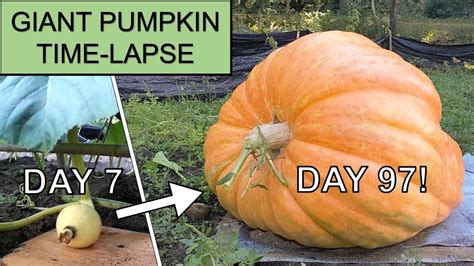 Final Weight Giant Pumpkin Time Lapse 2021 Youtube