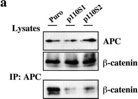 Expression of constitutively active PI3K inhibits β cateninAPC